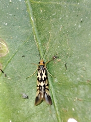 Macrostemum floridum