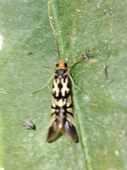 Macrostemum floridum