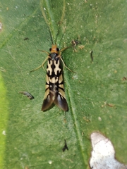 Macrostemum floridum