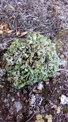Cladonia convoluta