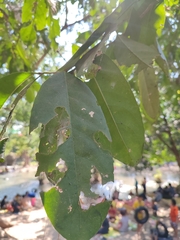 Siphonodon celastrineus