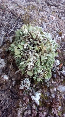 Cladonia convoluta