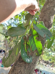 Siphonodon celastrineus