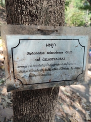 Siphonodon celastrineus