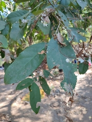 Siphonodon celastrineus