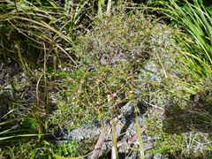 Coprosma rugosa