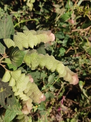 Flemingia strobilifera