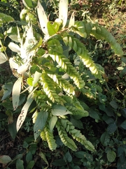 Flemingia strobilifera