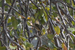 Phylloscopus collybita