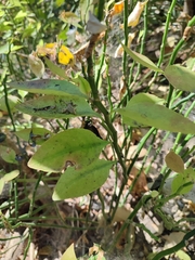 Euphorbia tithymaloides