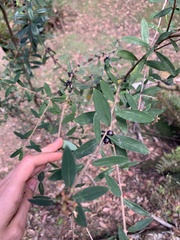 Pimelea drupacea
