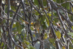 Phylloscopus collybita