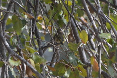 Phylloscopus collybita