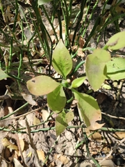 Euphorbia tithymaloides
