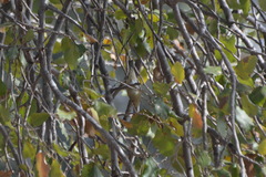 Phylloscopus collybita