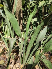 Sansevieria trifasciata