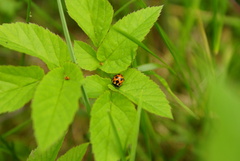 Ceratomegilla notata
