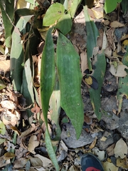 Sansevieria trifasciata