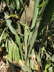 Sansevieria trifasciata