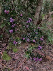 Cyathodes glauca