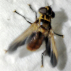 Trichopoda pictipennis
