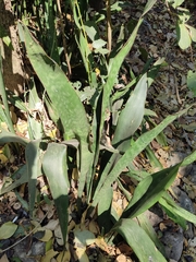Sansevieria trifasciata