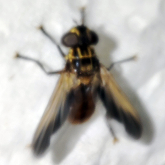 Trichopoda pictipennis