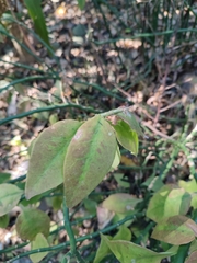 Euphorbia tithymaloides