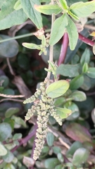 Chenopodium acuminatum virgatum