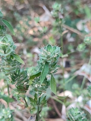 Mesosphaerum suaveolens