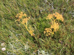 Aciphylla monroi