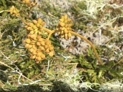 Aciphylla monroi
