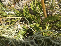 Aciphylla monroi