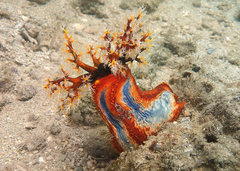 Pseudocolochirus axiologus