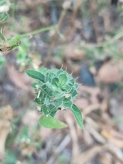 Mesosphaerum suaveolens