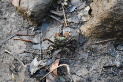 Parasesarma erythodactylum