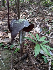 Arisaema thunbergii thunbergii