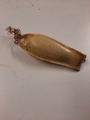 Scyliorhinus stellaris