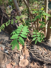 Senna siamea