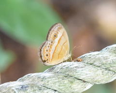 Mycalesis fusca