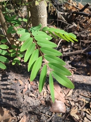 Senna siamea