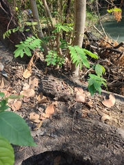 Senna siamea