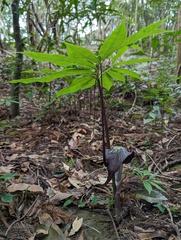 Arisaema thunbergii thunbergii