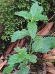 Sambucus gaudichaudiana