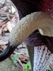 Arisaema thunbergii thunbergii