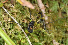 Forsteropsalis pureora