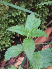 Sambucus gaudichaudiana