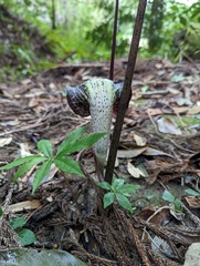 Arisaema thunbergii thunbergii