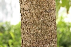 Heteropyxis natalensis