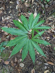 Arisaema thunbergii thunbergii